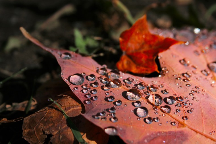 Обои на рабочий стол листья