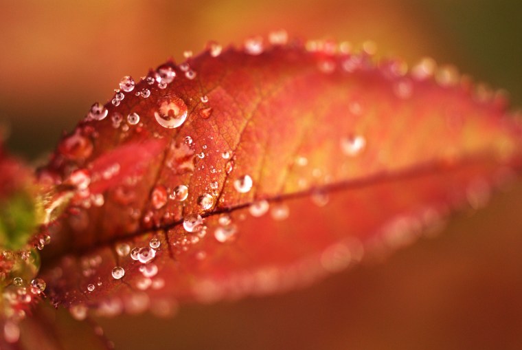 Осенние листья макро