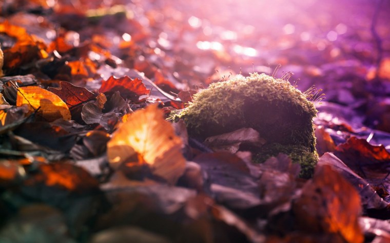 Макросъемка природа