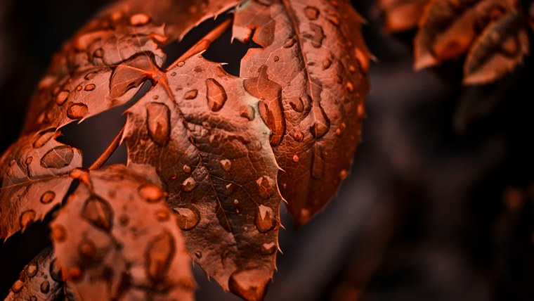 Осенние обои на рабочий стол макро