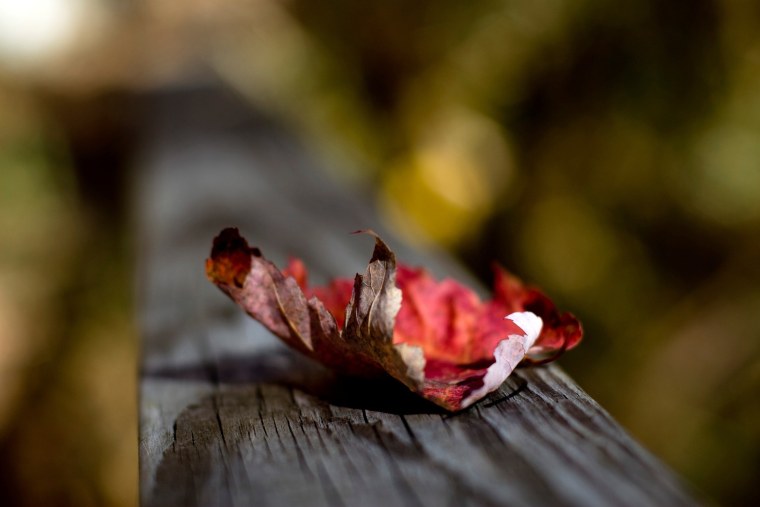 Макросъемка осень грибы