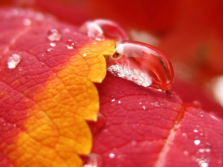 Осень природа макро