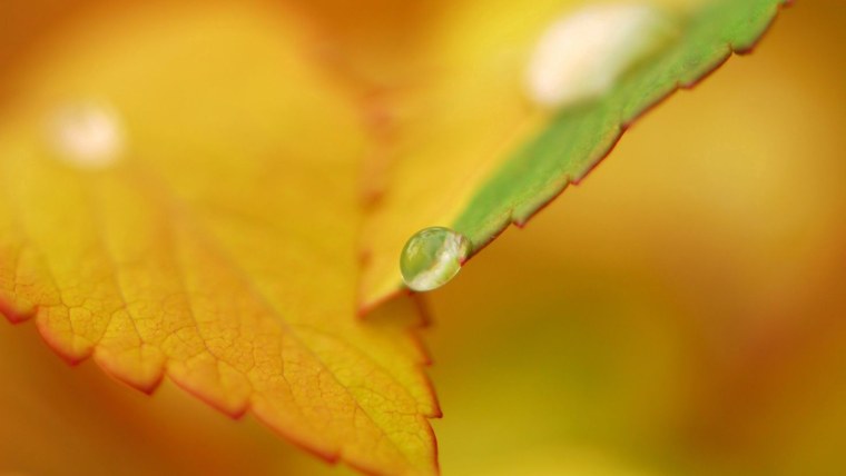 Осень листья солнце