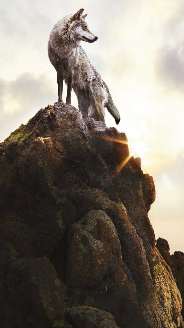 Семья Волков