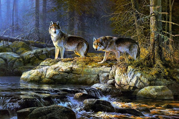 Волк в природе