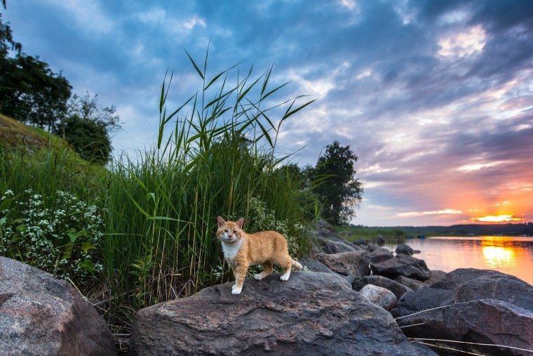Пейзаж с животными