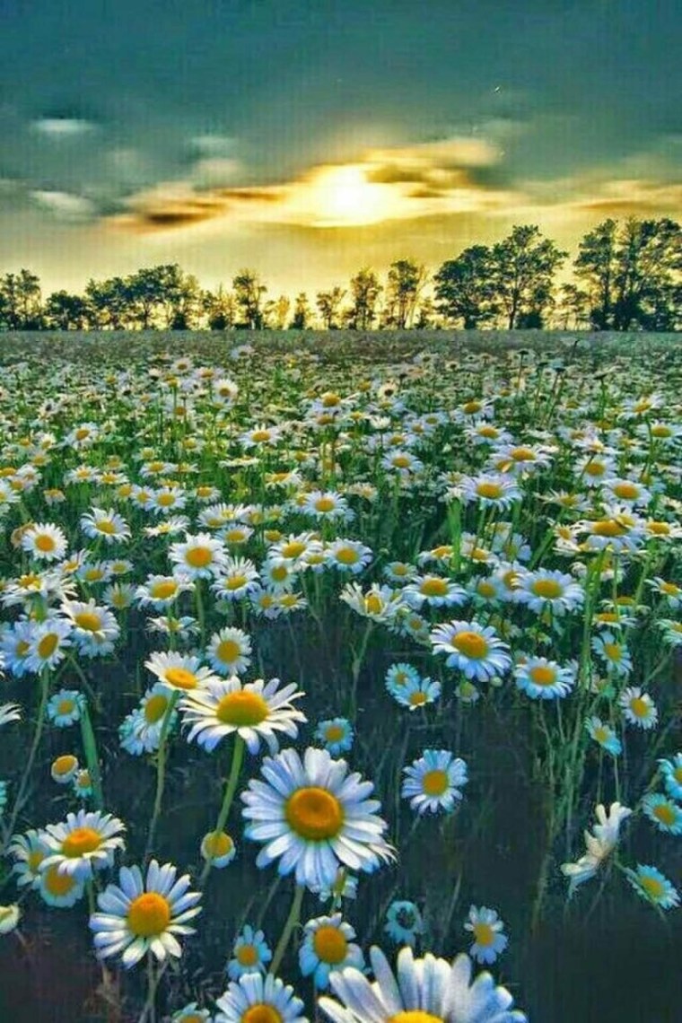 Девушка с букетом ромашек