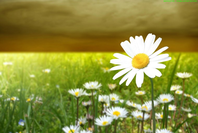 Поле ромашек