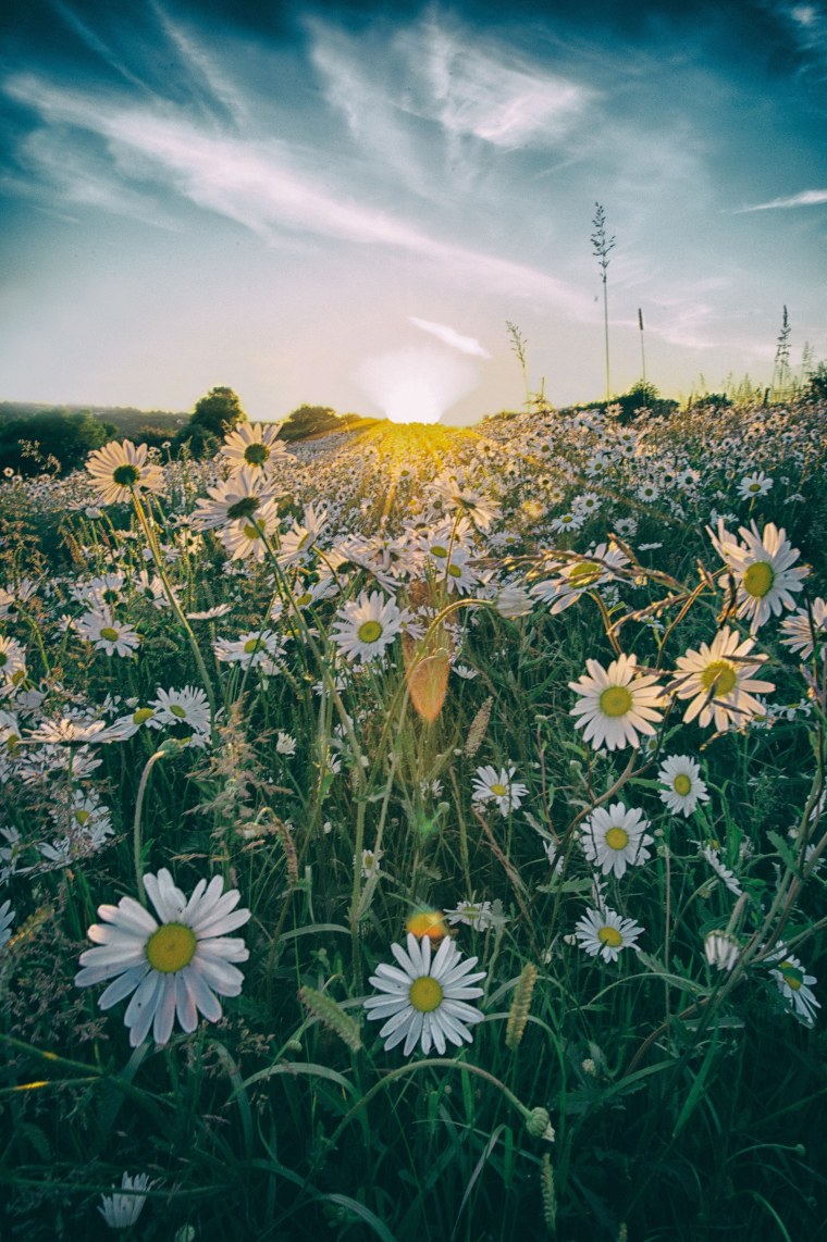 Прекрасные ромашки