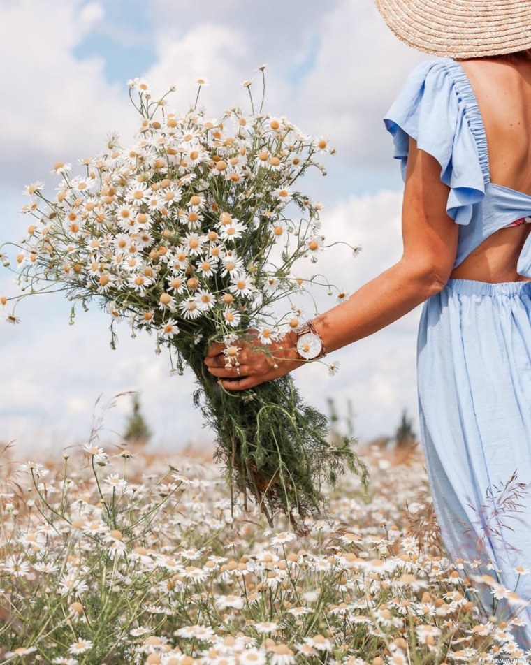 Июль ромашки