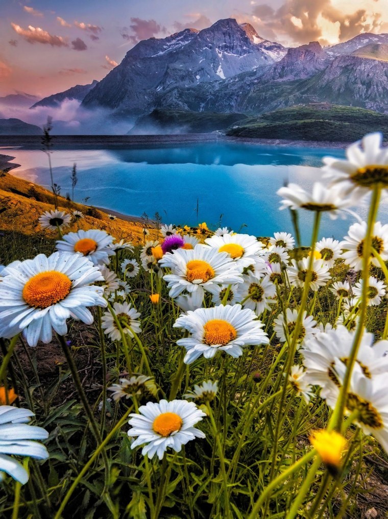 Ромашка для детей