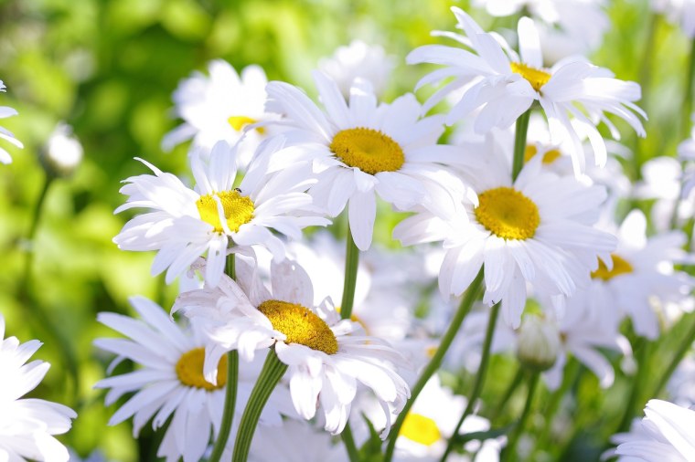 Поле ромашек