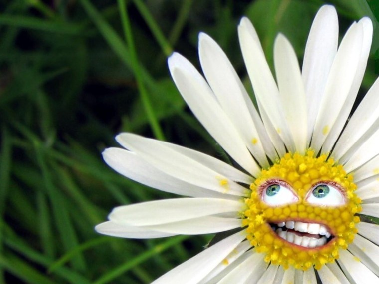 Луговые цветы