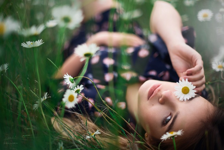 Ромашки на закате