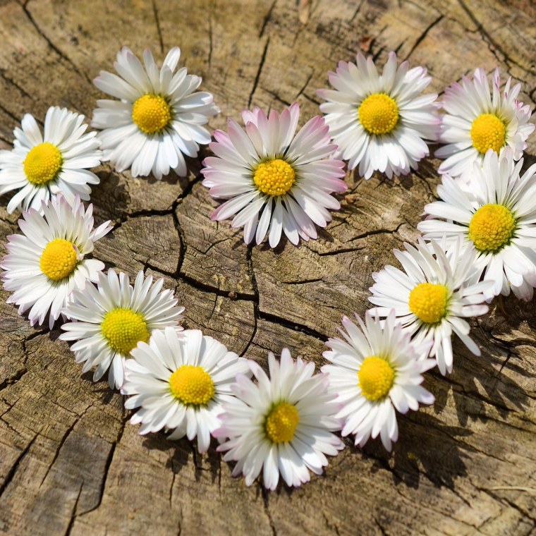 Ромашки любовь