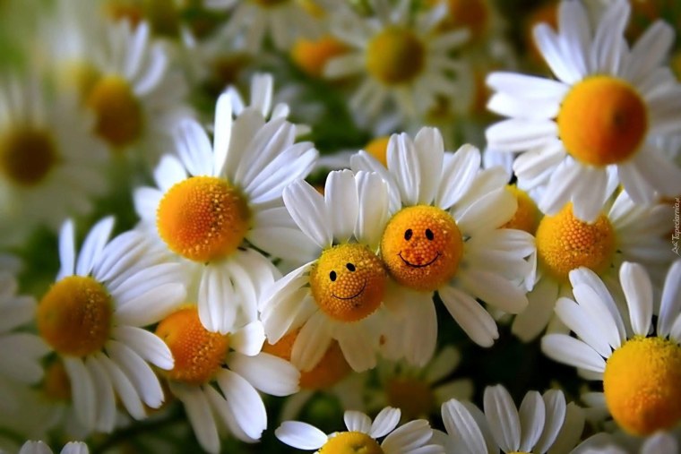 Счастье в ромашках