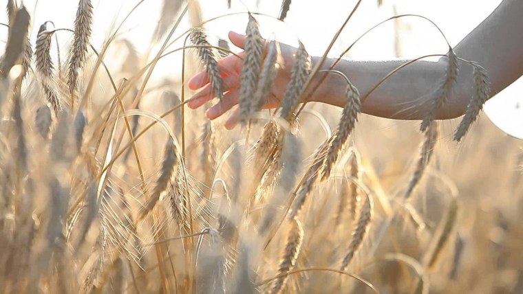 Колосья пшеницы Эстетика