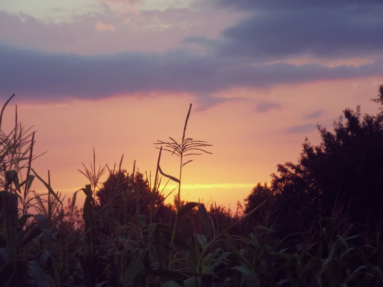 Поле Эстетика