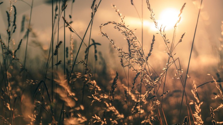 Поле с травой Макросъемка