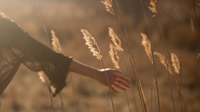 Колосья в руках