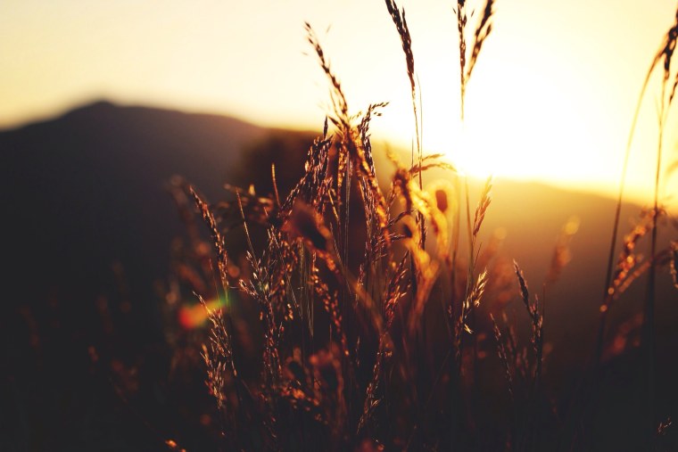 Колосья Эстетика