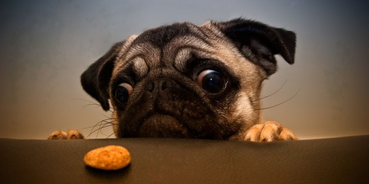 Собака Мопс