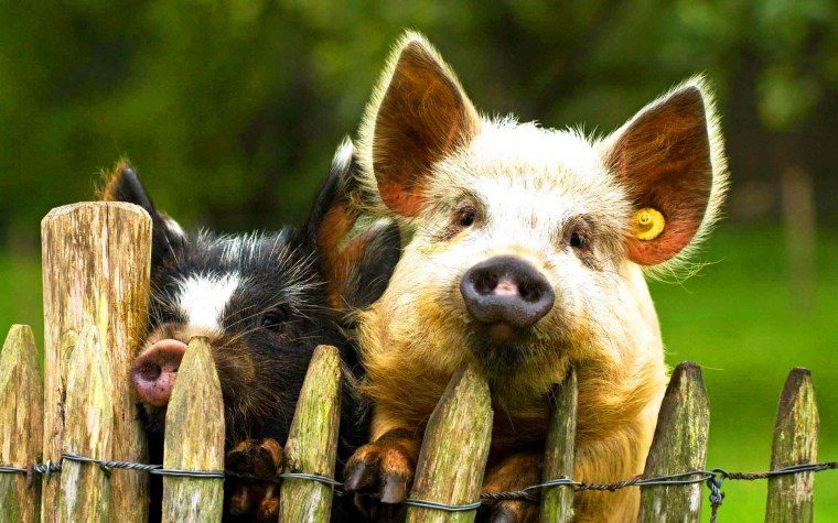 Прикольные картинки животных