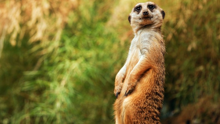 Тимон суслик или сурикат