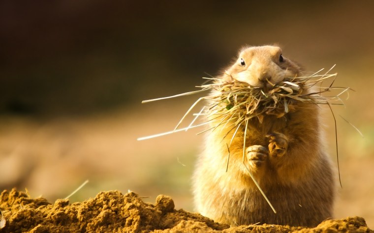 Луговая собачка, лемминг