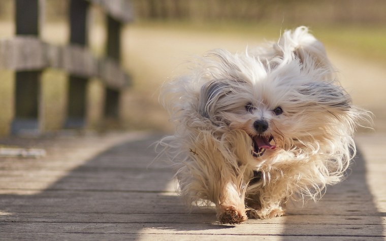 Гаванский Бишон