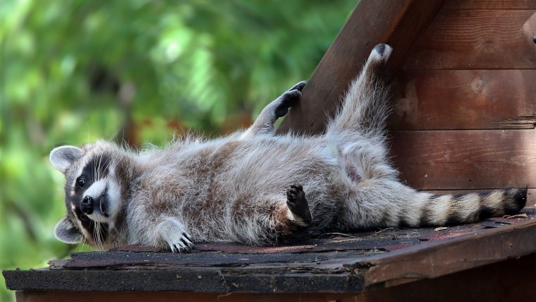 Енот полоскун смешной