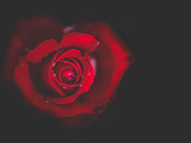 Цветы на чёрном фоне вертикальные