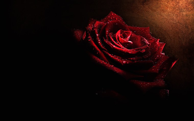 Красная роза на черном фоне