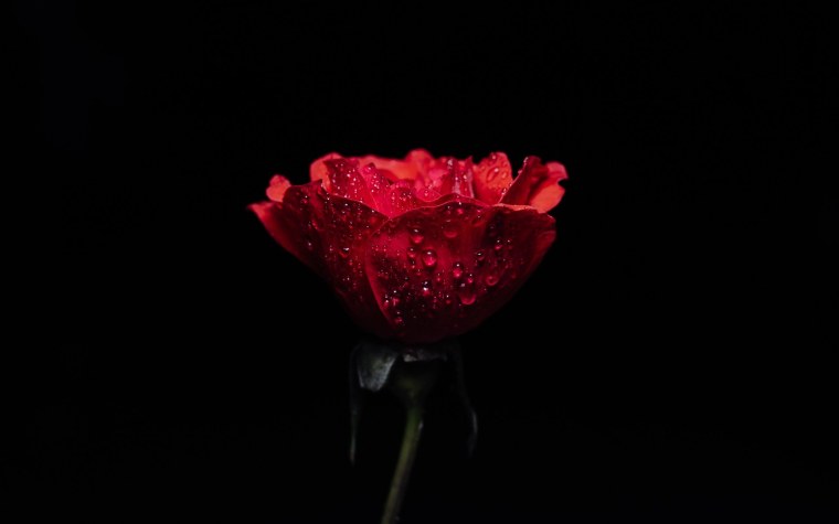 Розы на темном фоне