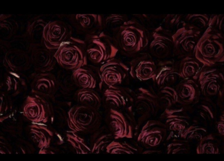 Красная роза на черном фоне