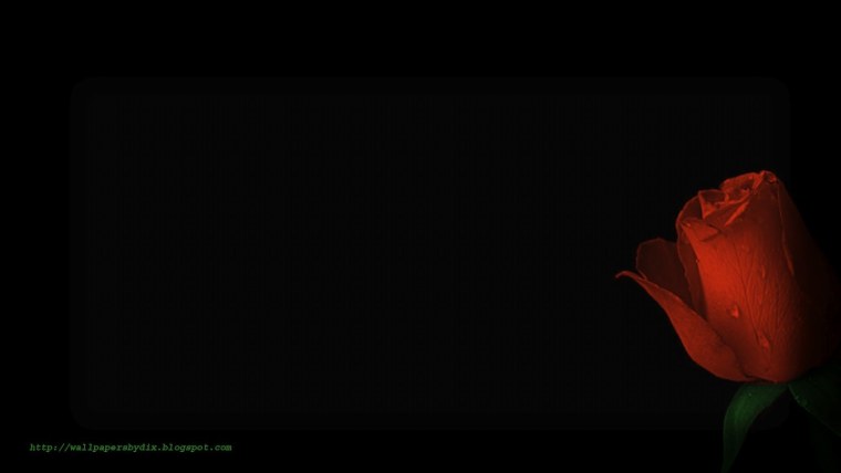 Розы на темном фоне