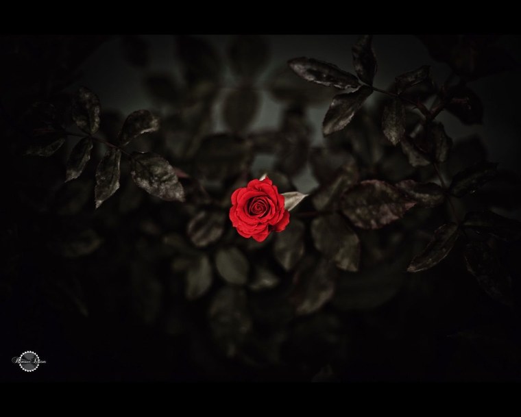 Цветы в готическом стиле