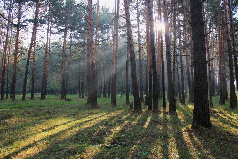 Сосновый Бор Подмосковье