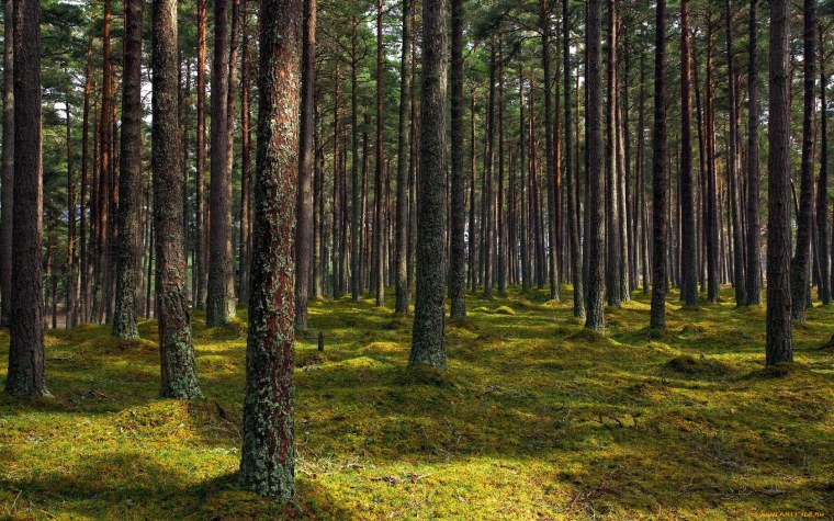 Елово Сосновый лес