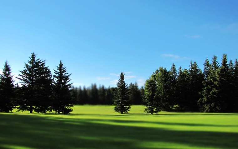 "Солнце в лесу"