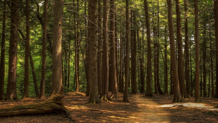 Хвойный лес Сестрорецк