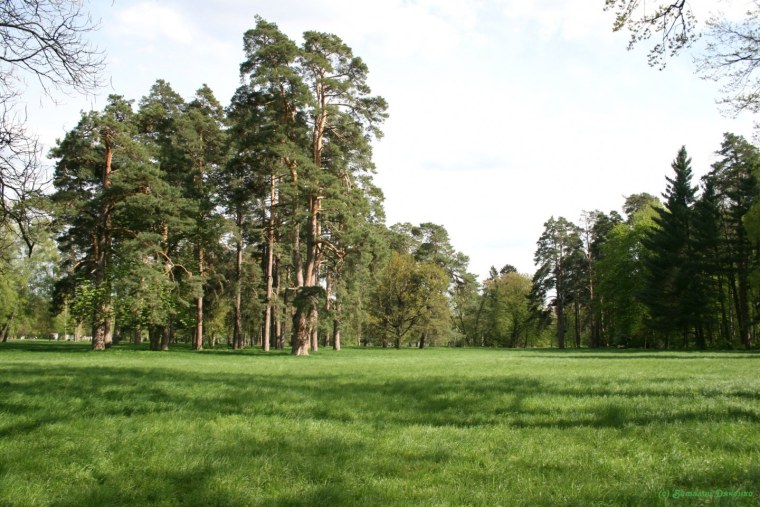 Красивый еловый лес