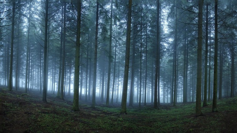 Сосняки в Иркутске Сосновый Бор