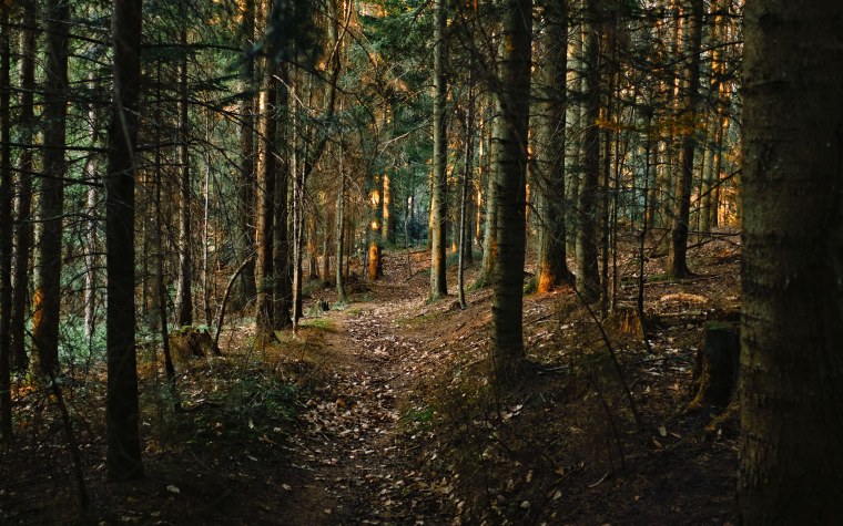 Тропа в Сосновом лесу