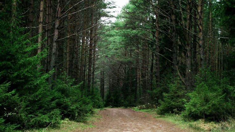 Сосновый Бор Костанай лес