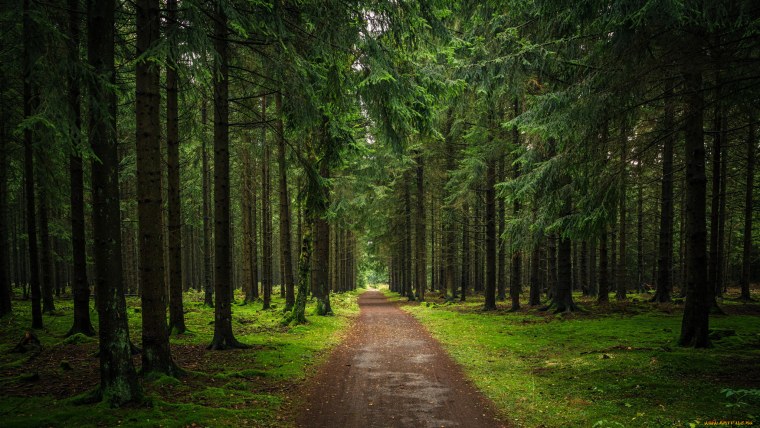 Летний лес Лужского района