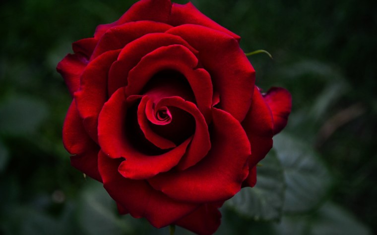 Роза красный 3ной