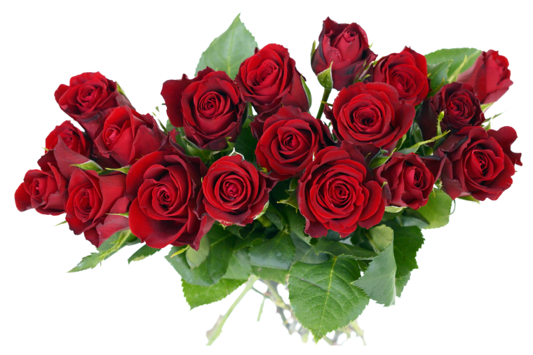 Красные розы