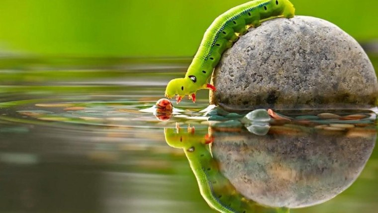 Водяная гусеница