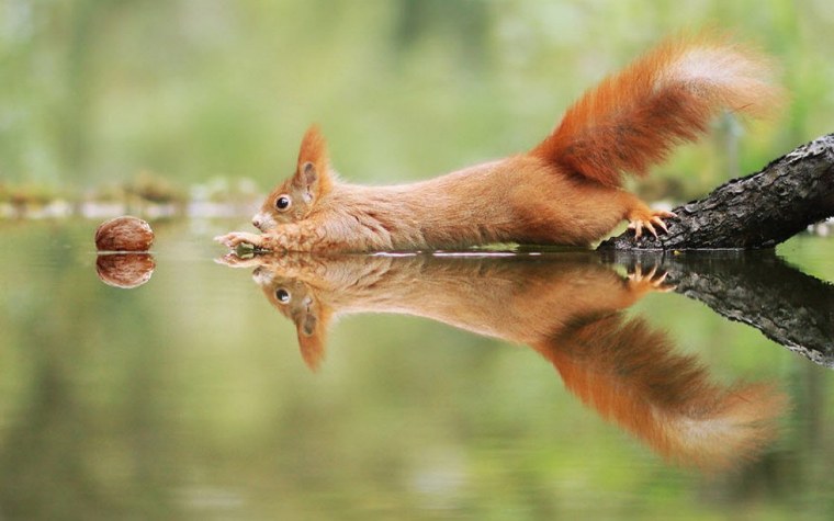 Белка плывет